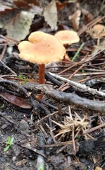 Rhodophana nitellina