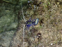 Panulirus versicolor