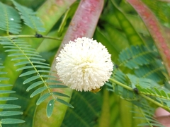 Leucaena