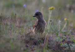 Perisoreus infaustus