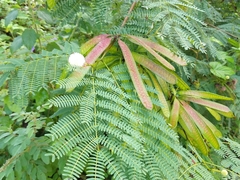 Leucaena