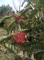 Melaleuca hypericifolia