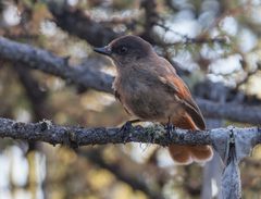 Perisoreus infaustus