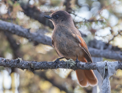 Perisoreus infaustus