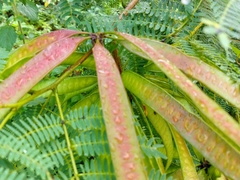 Leucaena