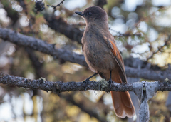 Perisoreus infaustus