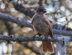 Perisoreus infaustus