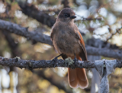 Perisoreus infaustus