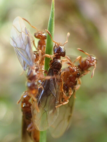 Common Citronella Ant photo 4