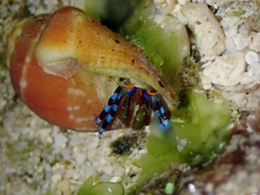 Calcinus elegans