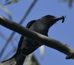 Dicrurus leucophaeus