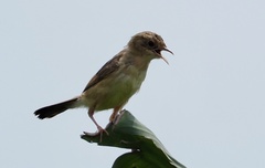 Cisticola exilis