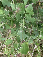 Gymnosporia nemorosa