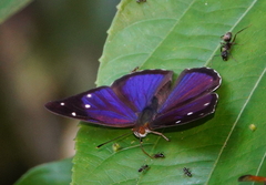 Dynamine gisella
