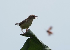 Cisticola exilis