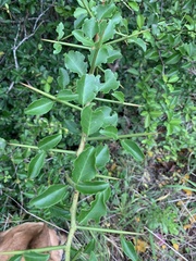 Gymnosporia nemorosa