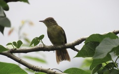 Iole viridescens