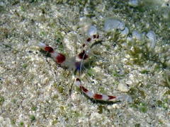 Stenopus hispidus
