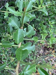 Gymnosporia nemorosa