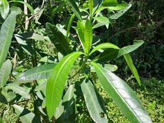 Voacanga thouarsii