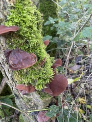 Auricularia auricula-judae