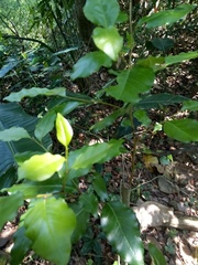 Prunus lusitanica