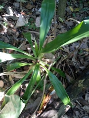 Dracaena aletriformis