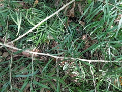 Asparagus falcatus
