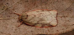 Euchaetis