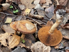 Cortinarius trivialis