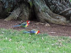 Platycercus eximius eximius