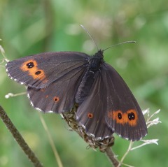 Erebia euryale