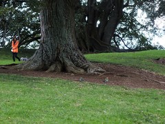 Platycercus eximius eximius