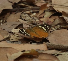 Aterica rabena
