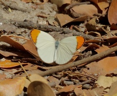 Colotis evanthe
