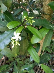 Tabernaemontana ventricosa