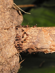 Crematogaster rogenhoferi
