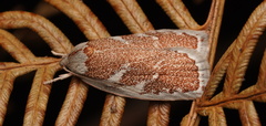 Euchaetis