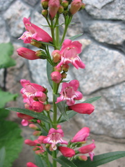 Penstemon hartwegii