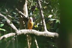 Pelargopsis capensis