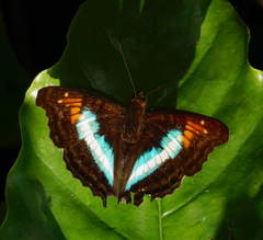 Doxocopa lavinia