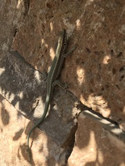 Anatololacerta pelasgiana