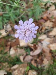 Scabiosa columbaria