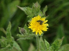 Astylus quadrilineatus