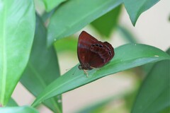 Abisara saturata