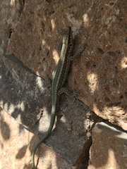 Anatololacerta pelasgiana