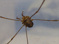 Dicranopalpus