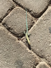 Anatololacerta pelasgiana