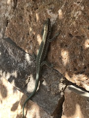 Anatololacerta pelasgiana