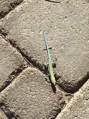 Anatololacerta pelasgiana